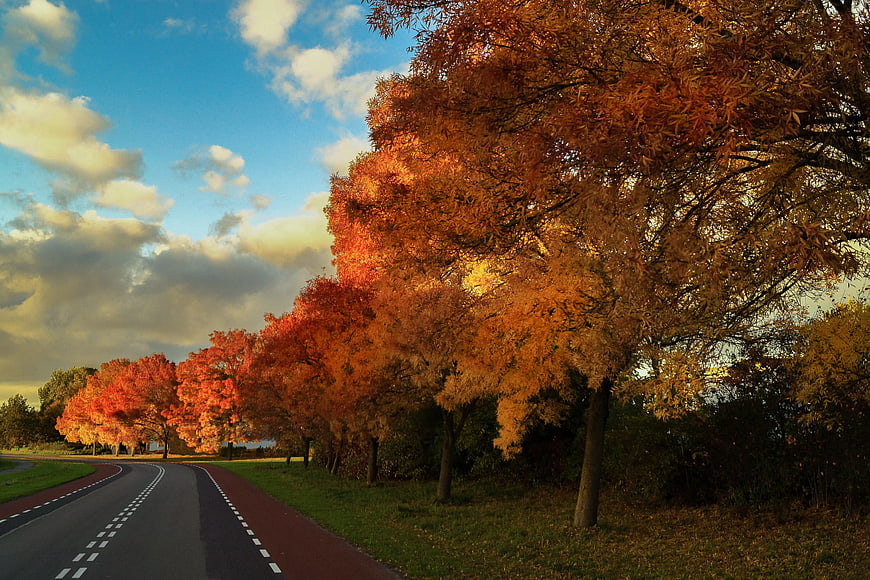Autumn Road Lined with Vibrant Orange Trees
