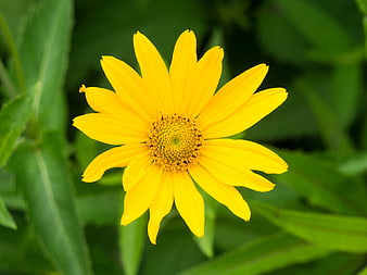 Close-up of a vibrant yellow flower with green leaves