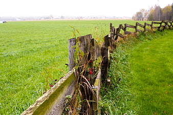 Rustic wooden fence in green field with autumn berries