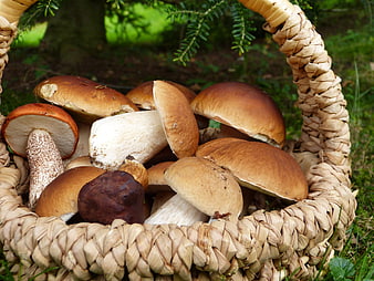 Fresh Boletus Mushrooms In Woven Basket In Forest