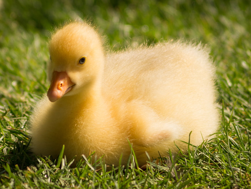 Fluffy yellow gosling sitting on green grass