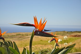 Bird of Paradise Flower with Ocean Background