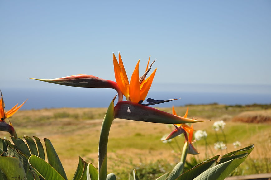 Bird of Paradise Flower with Ocean Background