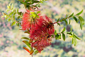 Vibrant Red Bottlebrush Flowers on Green Branch
