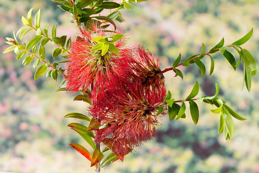 Vibrant Red Bottlebrush Flowers on Green Branch