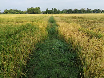 Rice Paddy Field Pathway Leading To Distant Tree Line