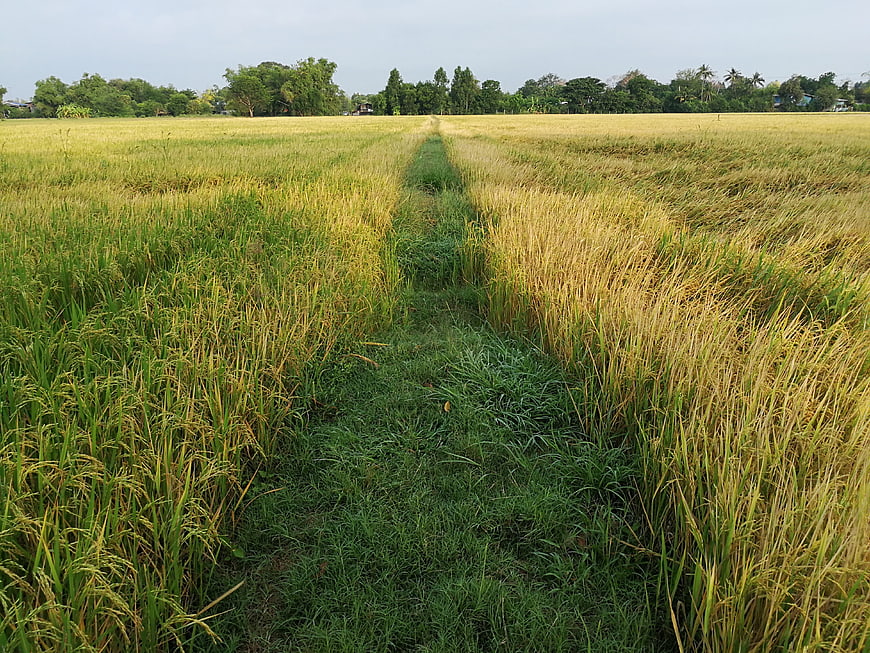 Rice Paddy Field Pathway Leading To Distant Tree Line