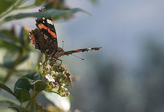 Red Admiral Butterfly on White Flower Bud