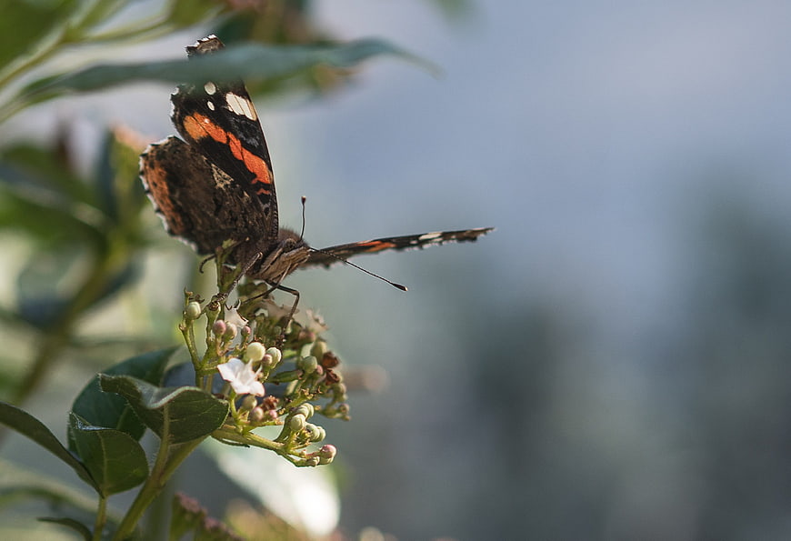 Red Admiral Butterfly on White Flower Bud