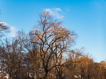 Bare Tree Branches Against Blue Sky in Winter Park