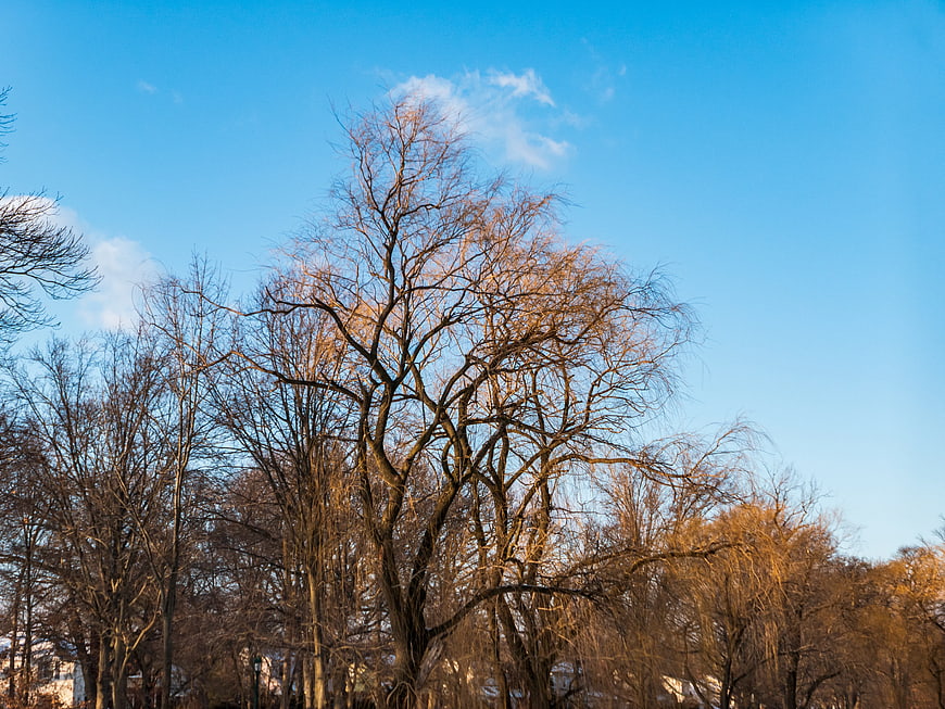 Bare Tree Branches Against Blue Sky in Winter Park