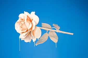 Melting white rose on blue background