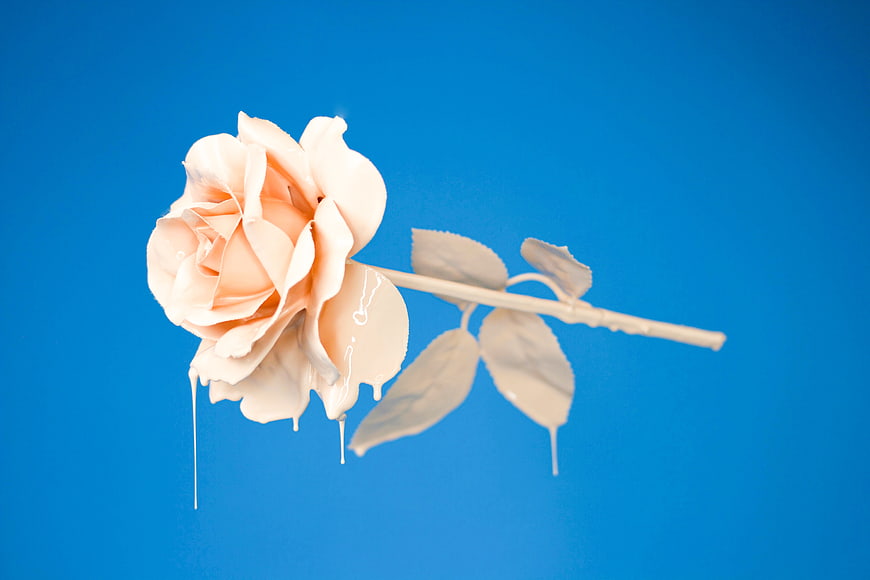 Melting white rose on blue background