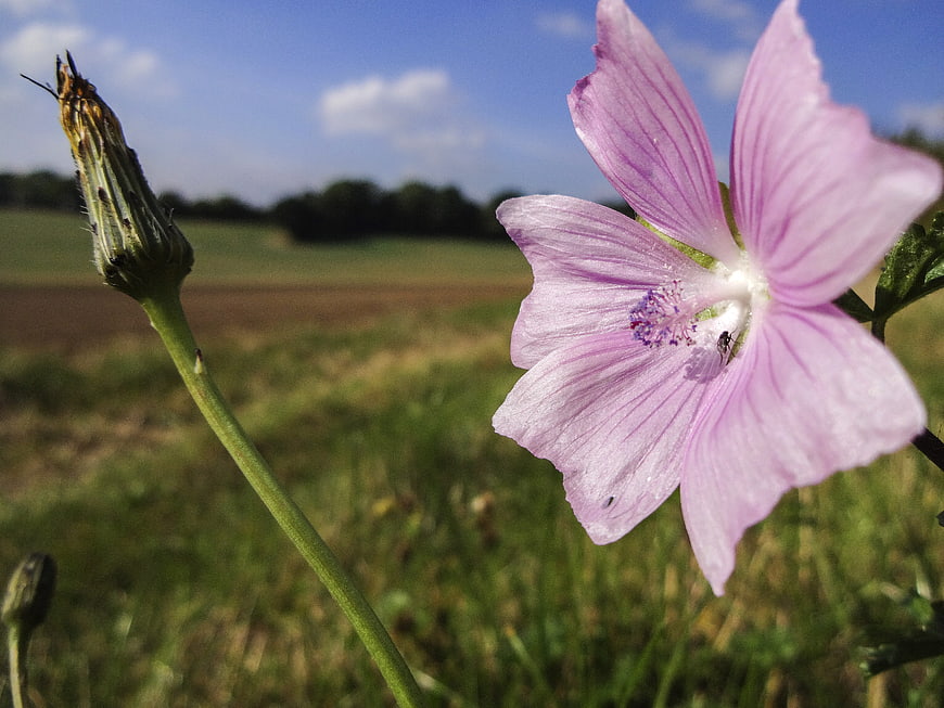 Close-up of Pink Field Bindweed Flower in Meadow