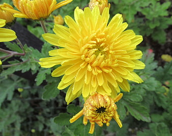 Close-up of vibrant yellow chrysanthemum with water droplets