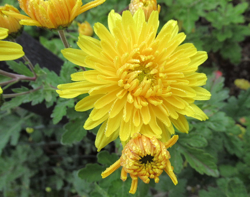 Close-up of vibrant yellow chrysanthemum with water droplets