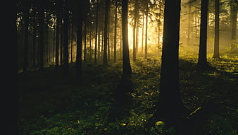 Sunlight streaming through misty coniferous forest trees