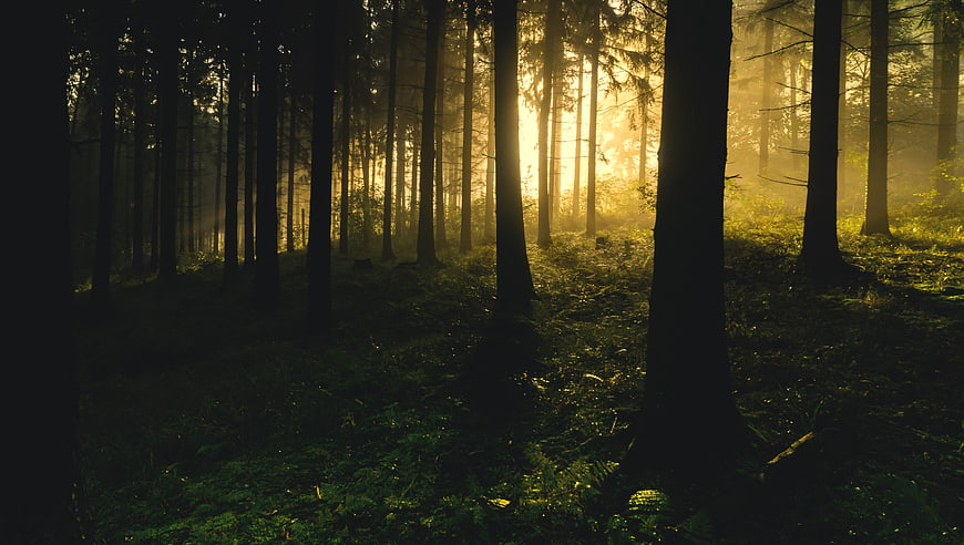 Sunlight streaming through misty coniferous forest trees