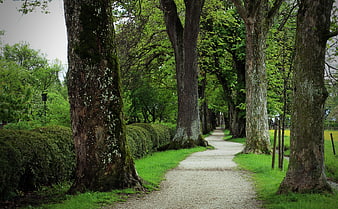 Gravel path through tree-lined avenue in spring park