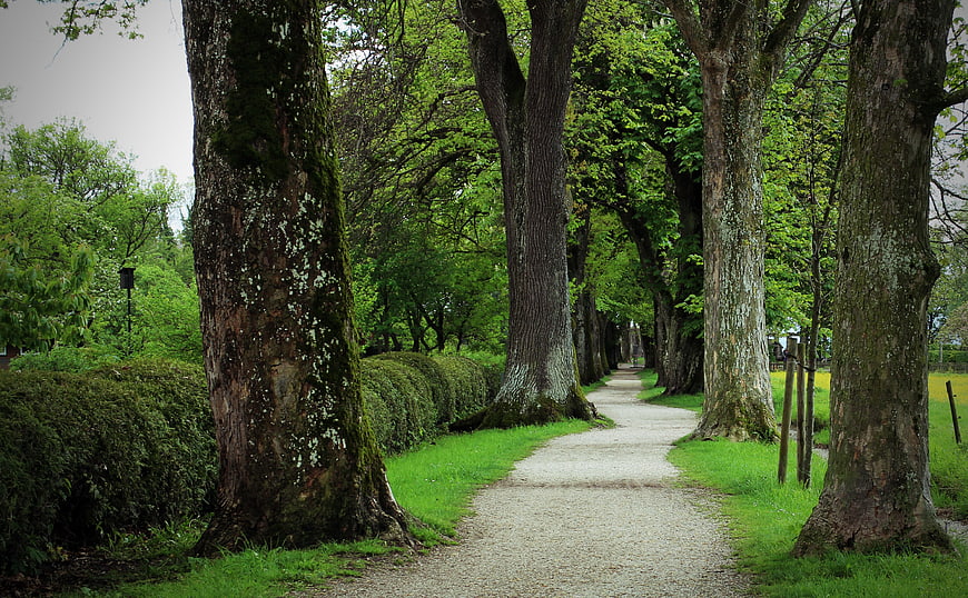 Gravel path through tree-lined avenue in spring park