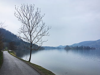 Serene Lake Landscape with Bare Tree and Paved Path