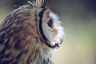 Close-up portrait of a long-eared owl in profile