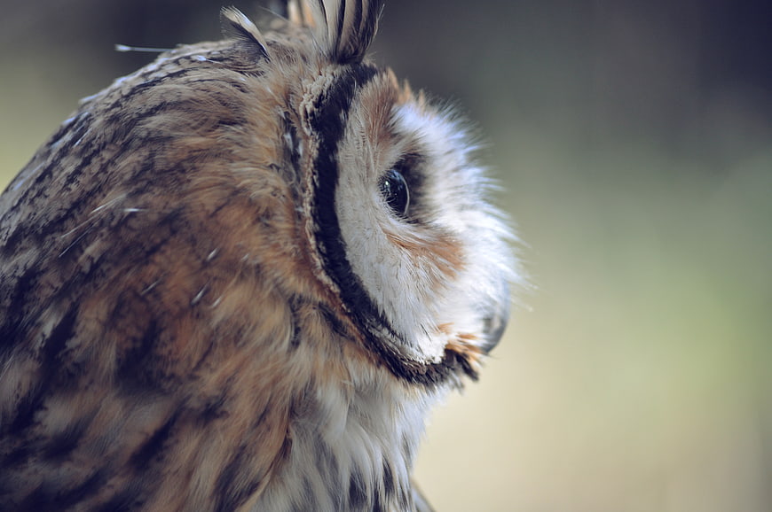 Close-up portrait of a long-eared owl in profile