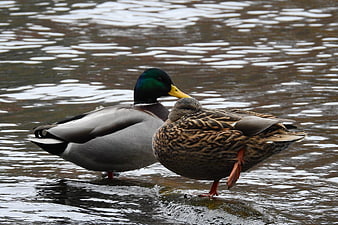 Male and Female Mallard Ducks Standing on Rock in Water