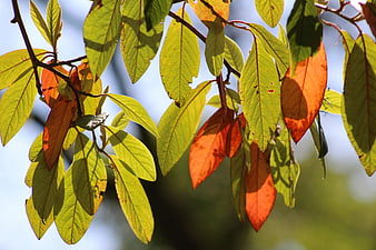 Sunlit autumn leaves on a branch with blue sky background