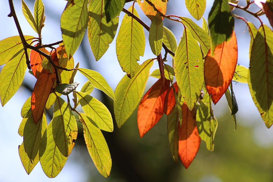 Sunlit autumn leaves on a branch with blue sky background