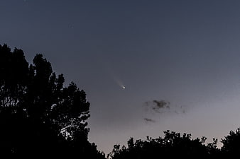 Comet in twilight sky above tree silhouette