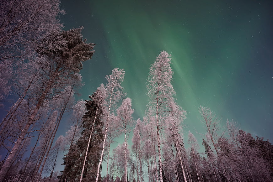 Aurora Borealis over Frosty Winter Forest at Night