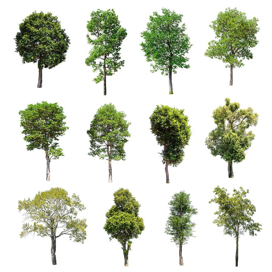 Collection of twelve isolated green deciduous trees on white background