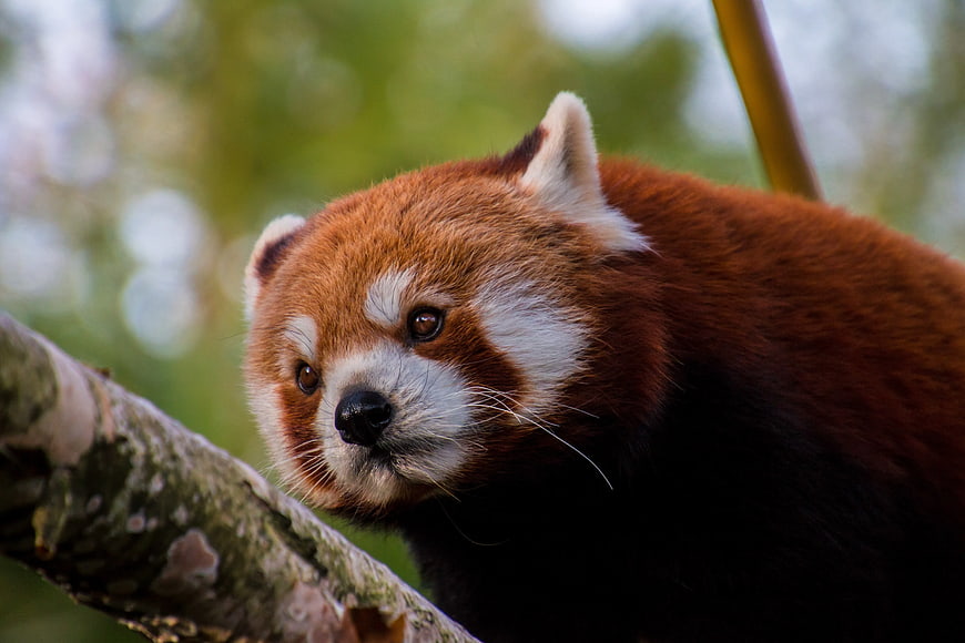 Close-up of a Red Panda on a Tree Branch