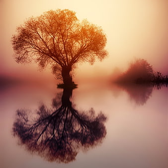 Misty Dawn Tree Silhouette with Reflection in Calm Water