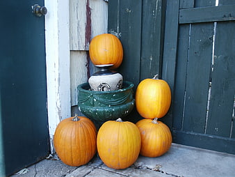 Autumn Pumpkins Arranged Against Weathered Green Wooden Shed Door