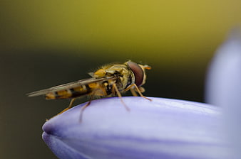 Macro shot of hoverfly on purple flower petal