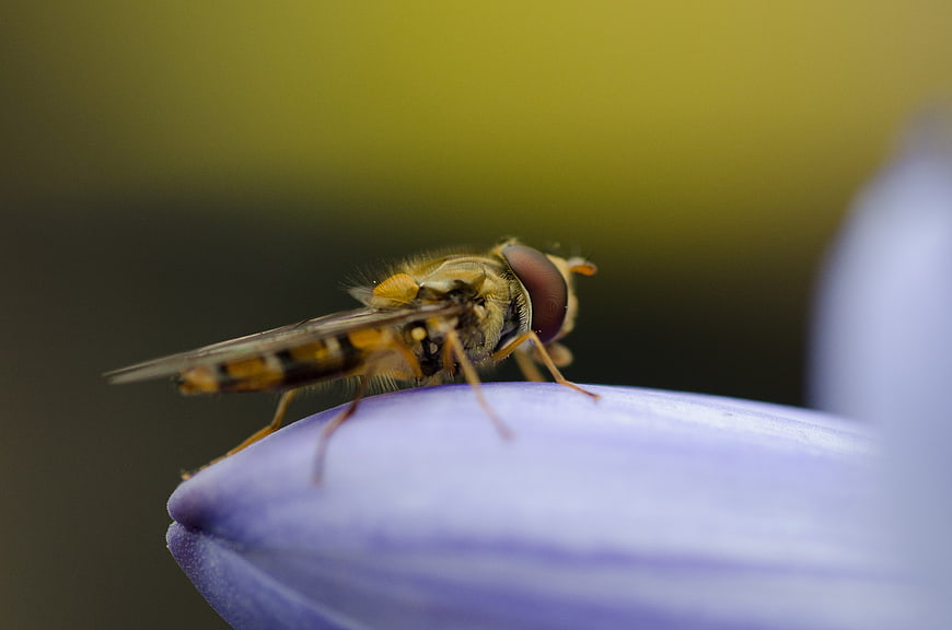 Macro shot of hoverfly on purple flower petal