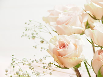Soft Pink Roses and Baby's Breath on White Background