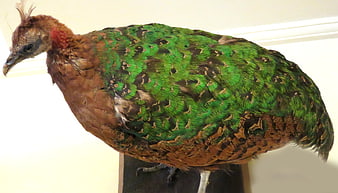 Taxidermy Green Pheasant with Brown Feathers