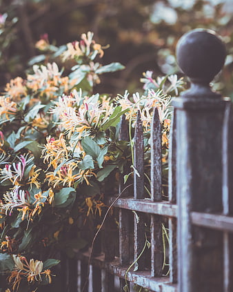 Honeysuckle flowers blooming on a rustic metal fence