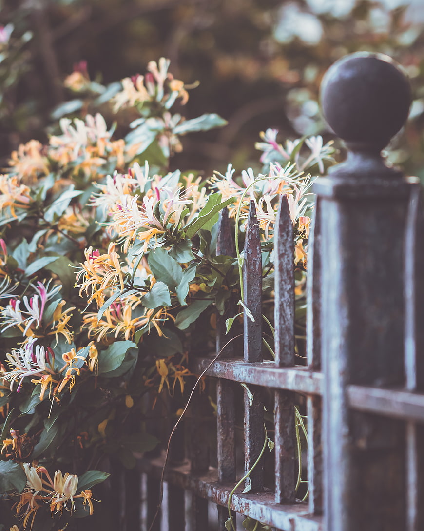 Honeysuckle flowers blooming on a rustic metal fence