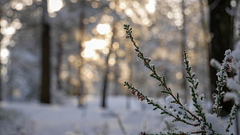 Snowy heather branch in winter forest with golden bokeh background