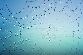Macro Spiderweb With Dewdrops Against Blue Sky
