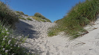 Sandy path through coastal dunes with beach grass and wildflowers