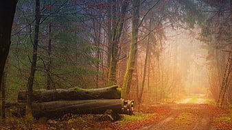 Misty Autumn Forest Path with Fallen Logs