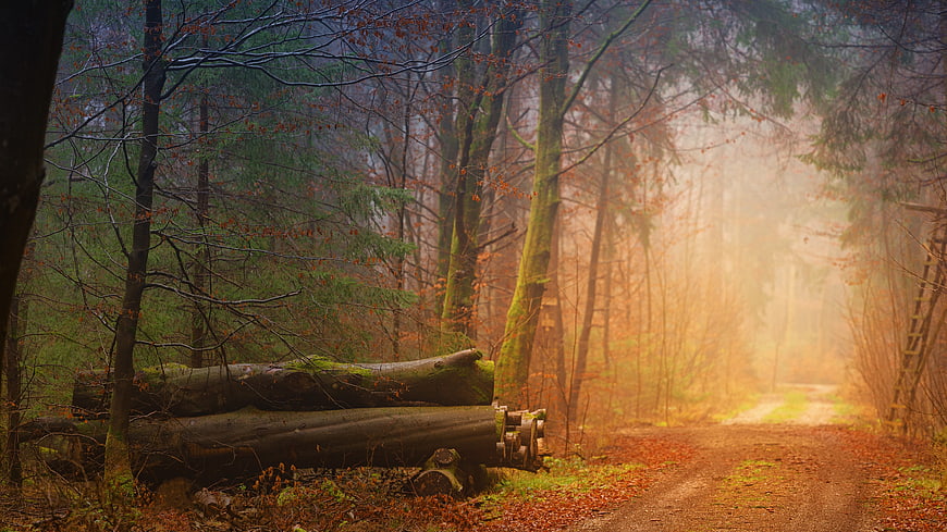 Misty Autumn Forest Path with Fallen Logs