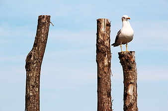 Seagull Perched on Weathered Wooden Post Against Blue Sky