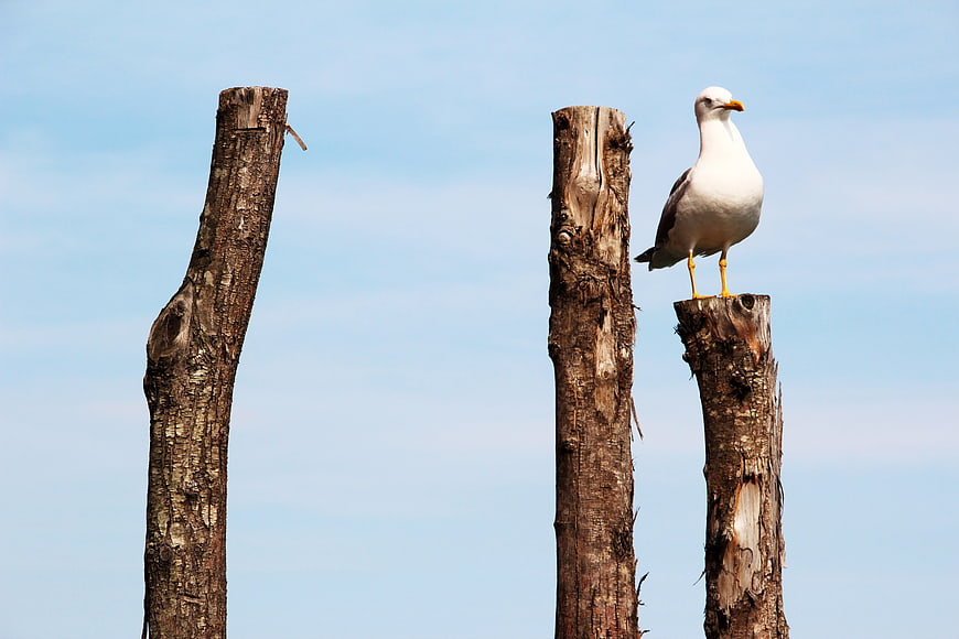 Seagull Perched on Weathered Wooden Post Against Blue Sky