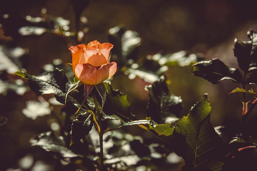 Orange Rose Bloom in Sunlight with Dark Leaves